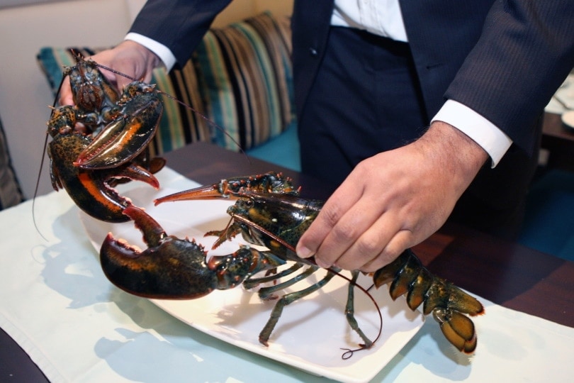 man holding lobste