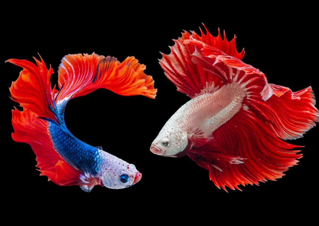 two Siamese fighting betta fishes