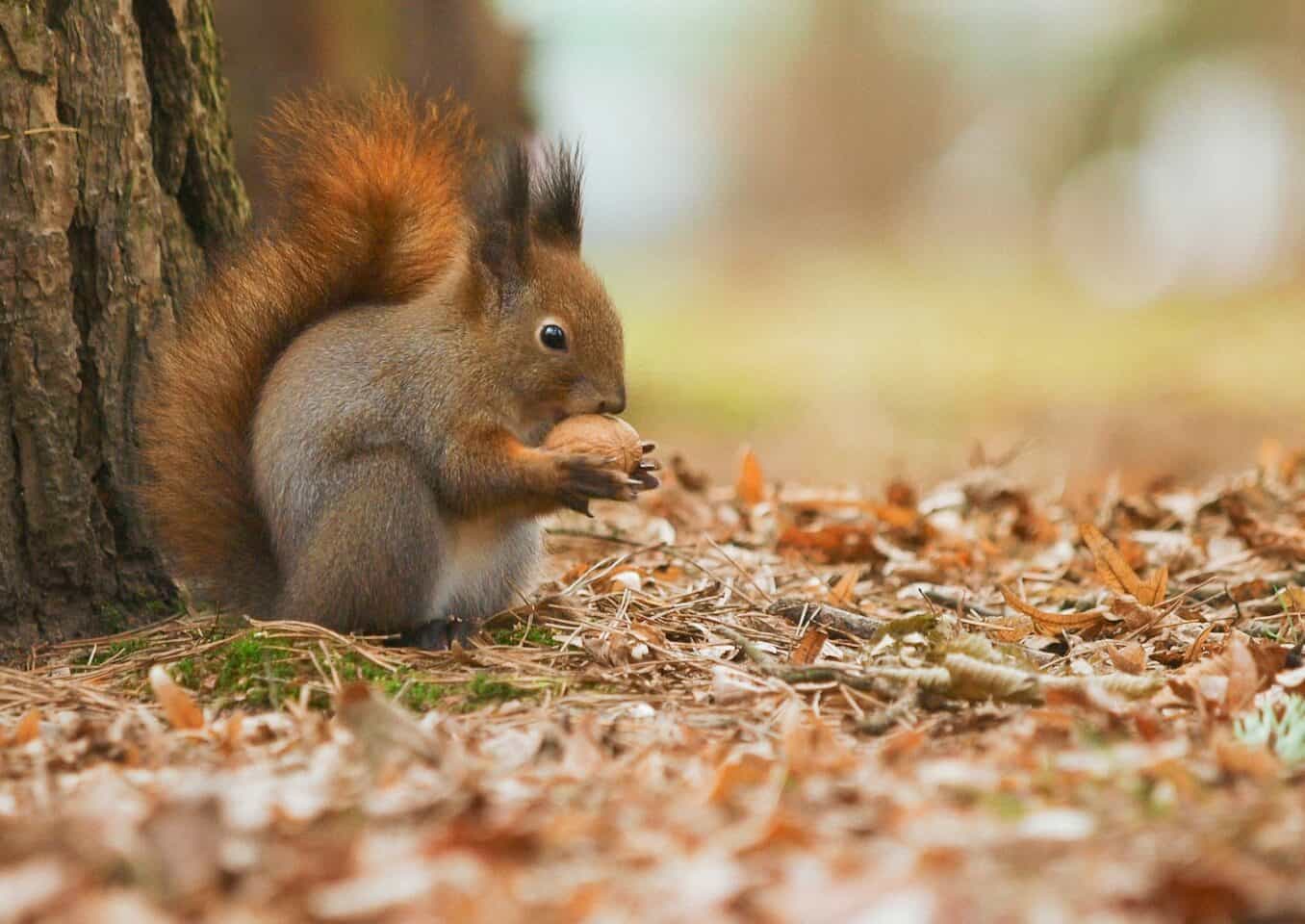 brown squirrel on brown dried leaves during daytime