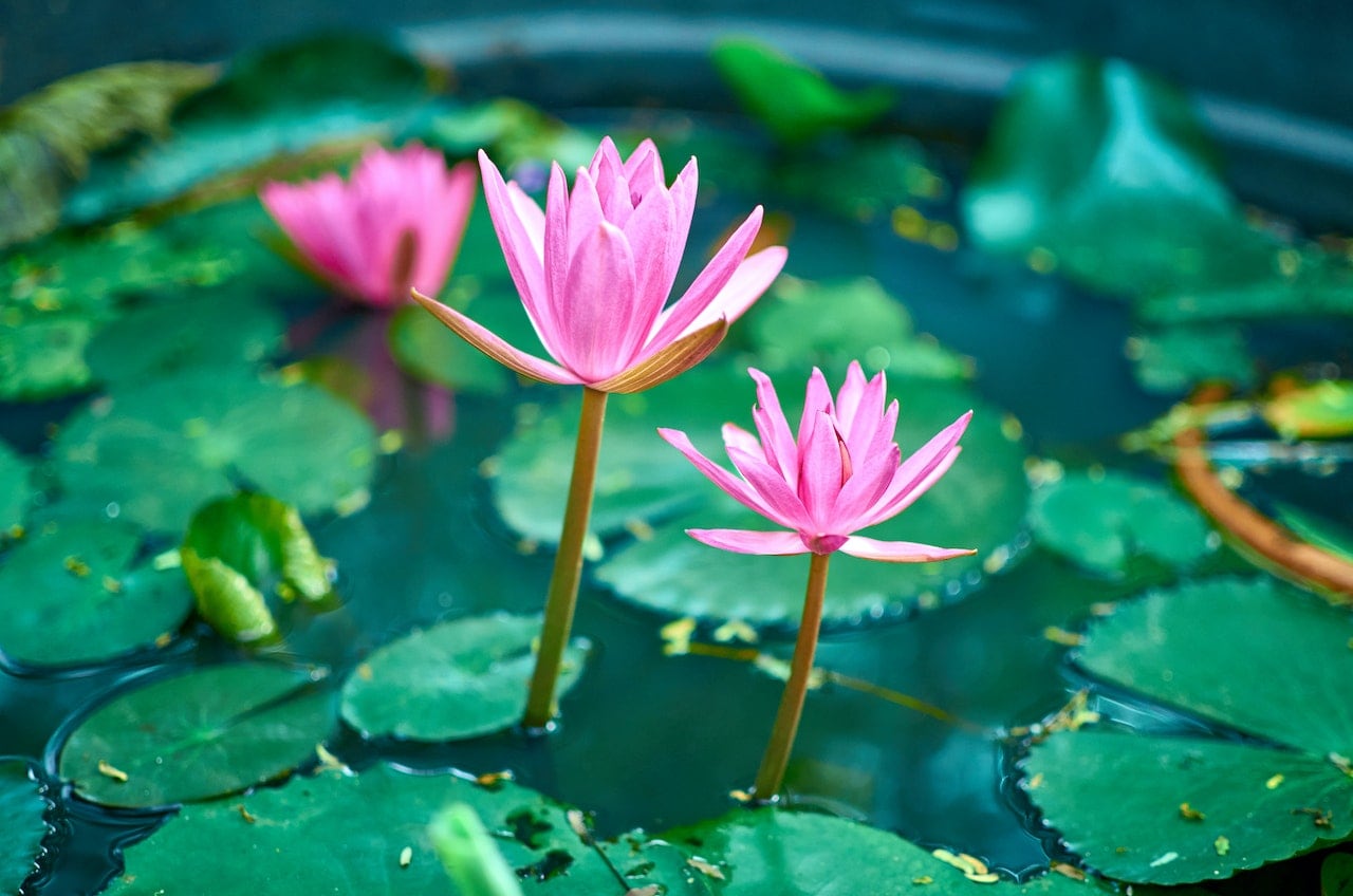 water lotus