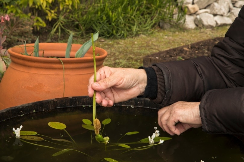 planting aponogeton in the pond