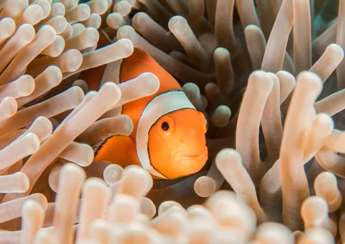 orange and white clownfish hiding in sea anemone