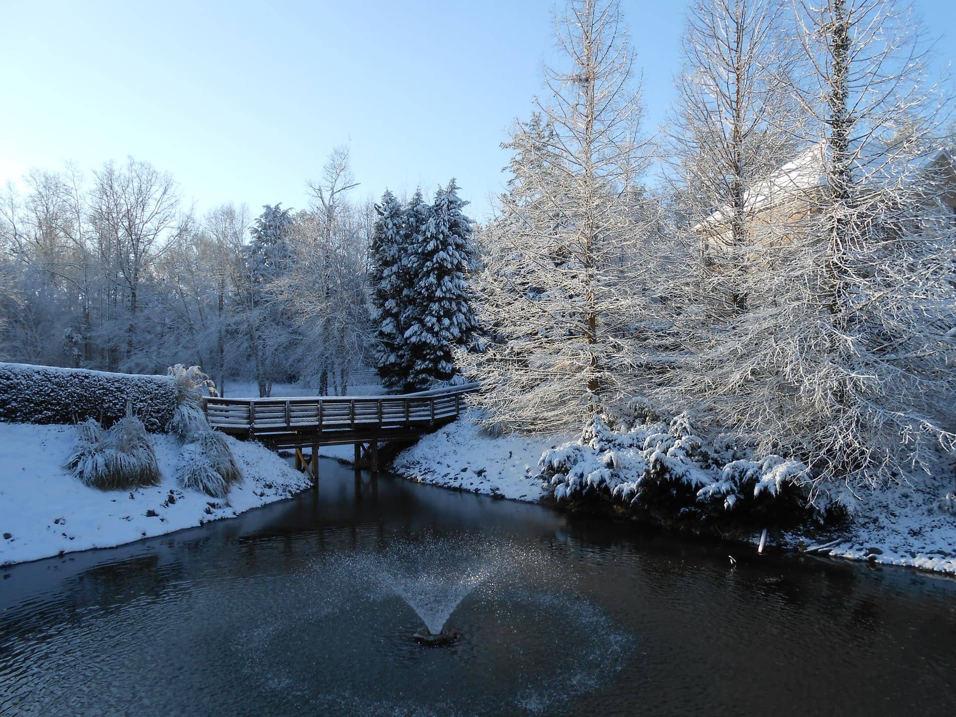 pond during winter