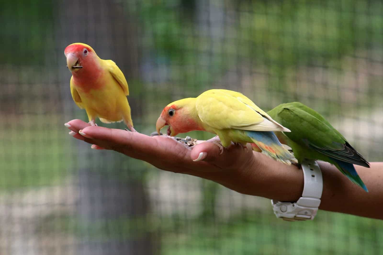 three assorted-color lovebirds