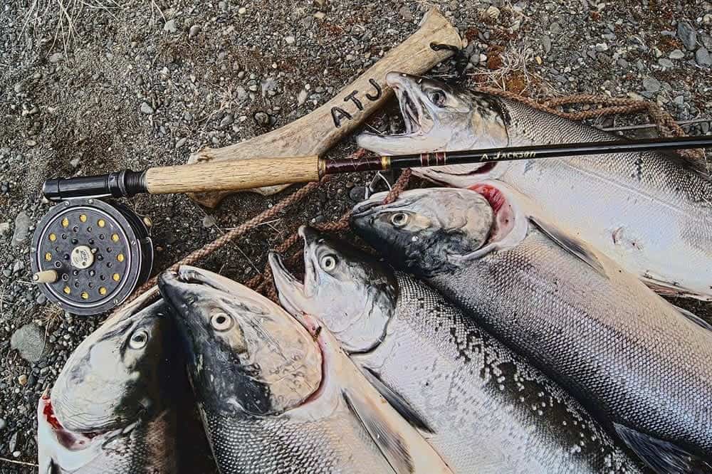 salmon catch