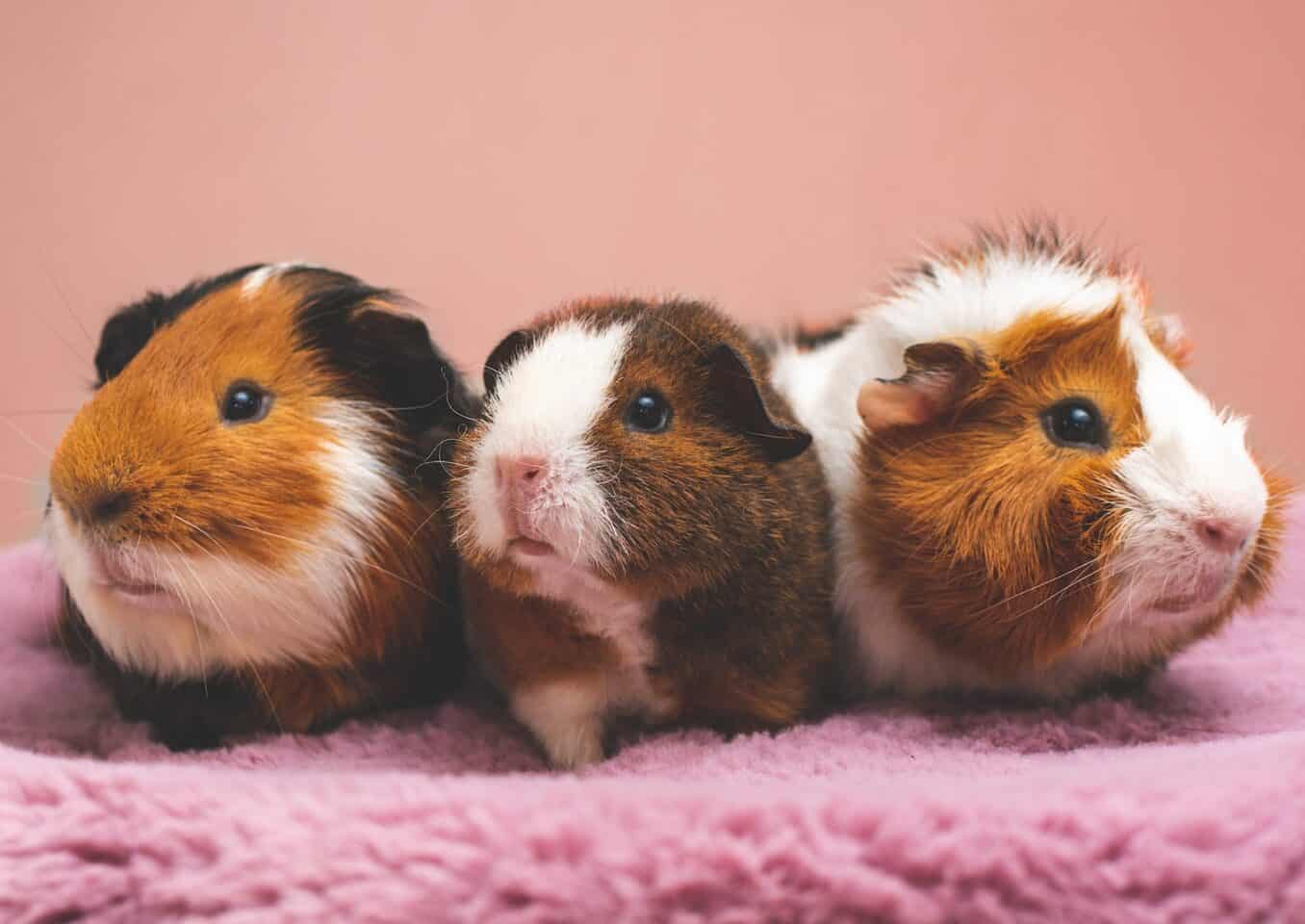 brown and white guinea pig on pink textile