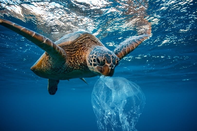 sea turtle eating plastic