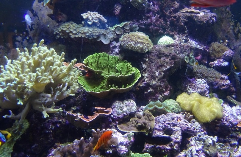 sea urchin in underwater aquarium
