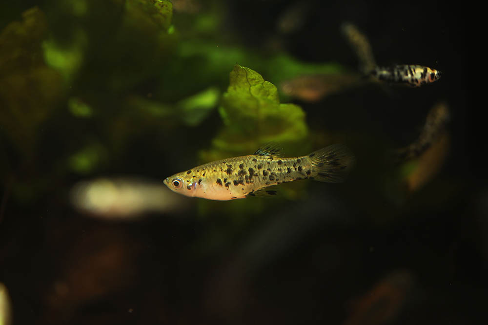 speckled mosquitofish