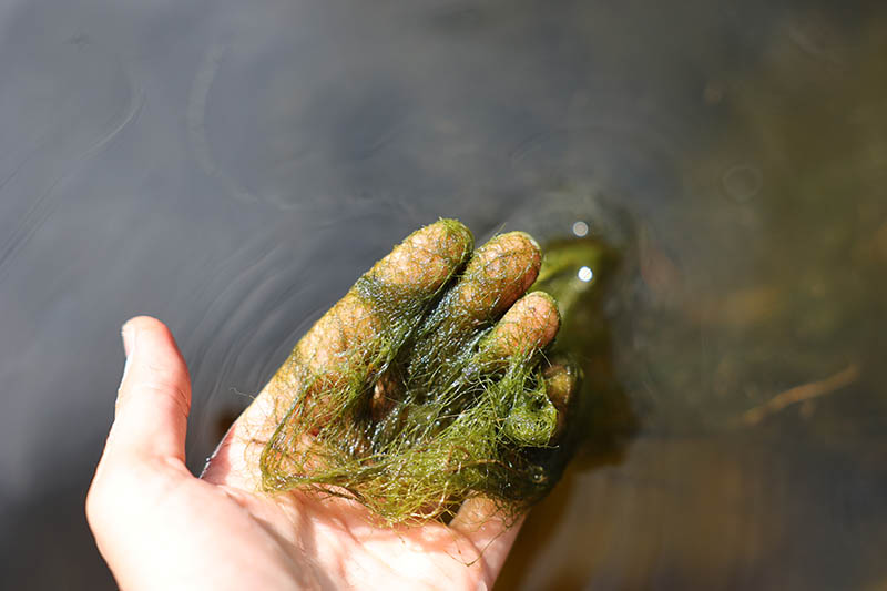string algae on a person's hand
