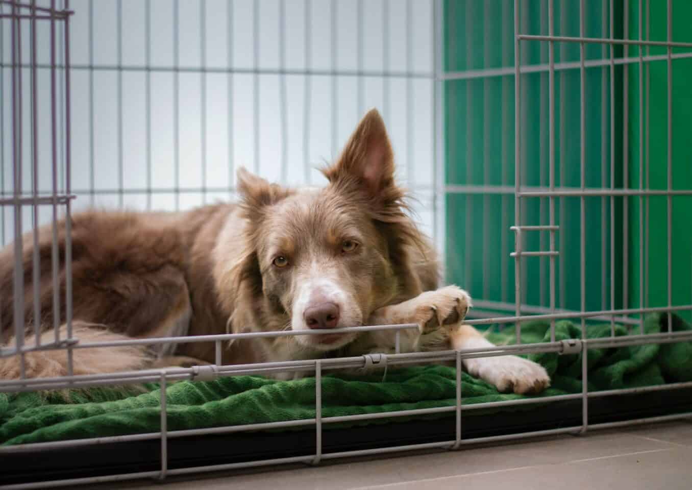 brown dog lying in metal crate kennel
