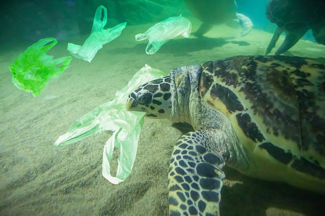 turtle eats plastic bag