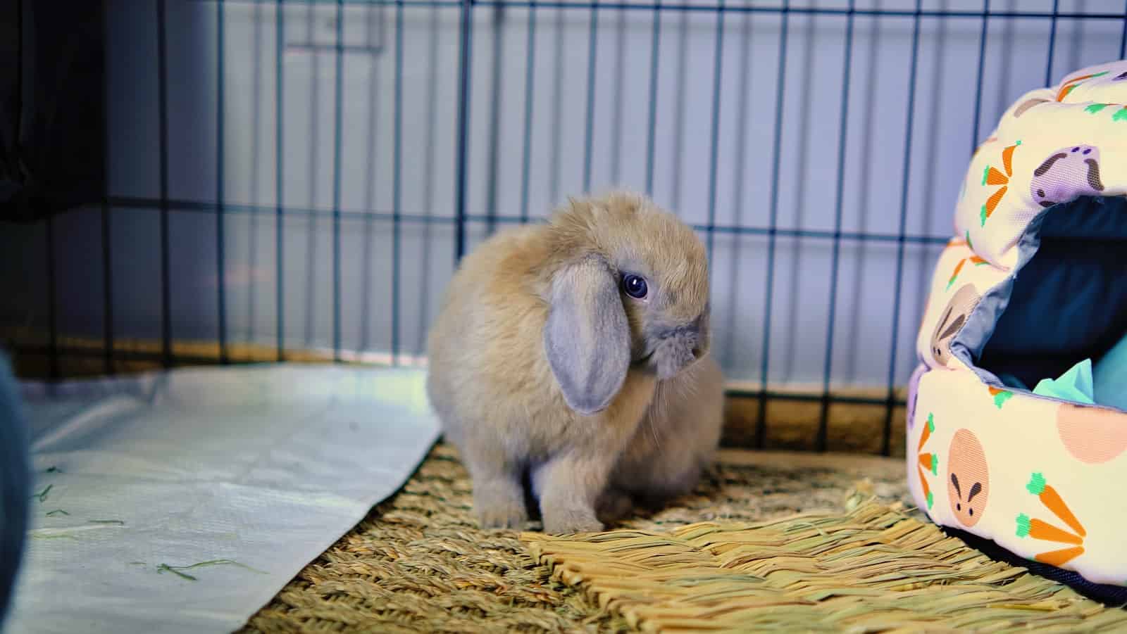 holland lop in the cage