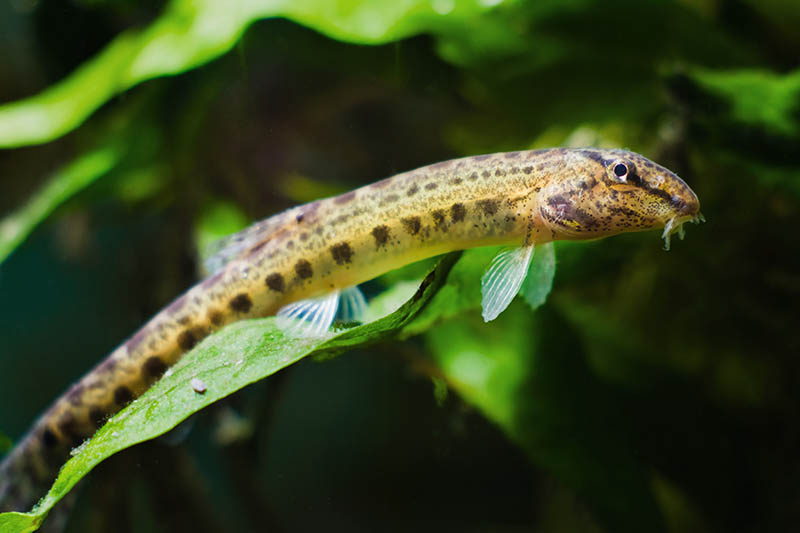weather spined loach