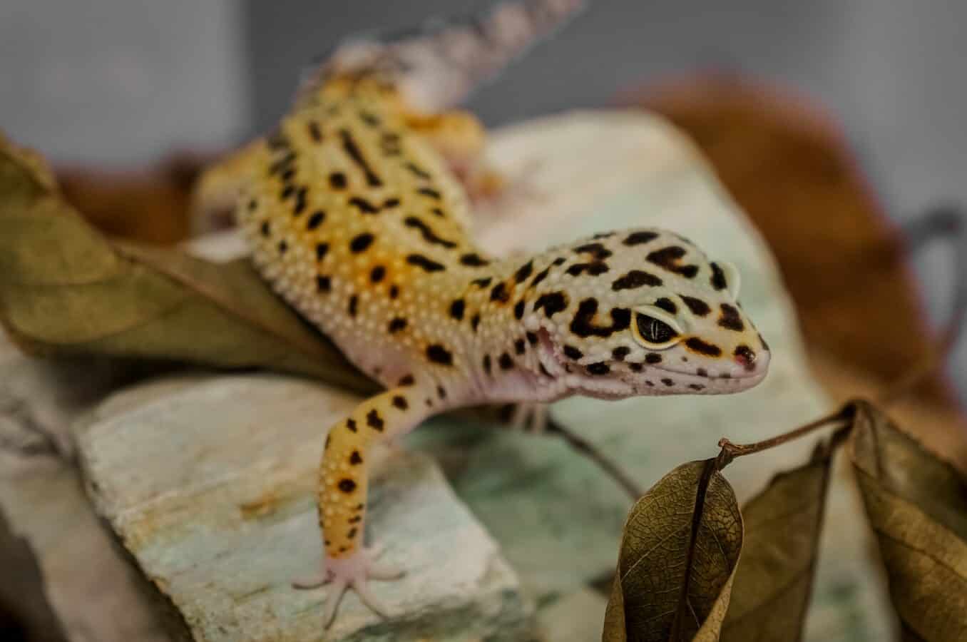 brown and white gecko on brown wood