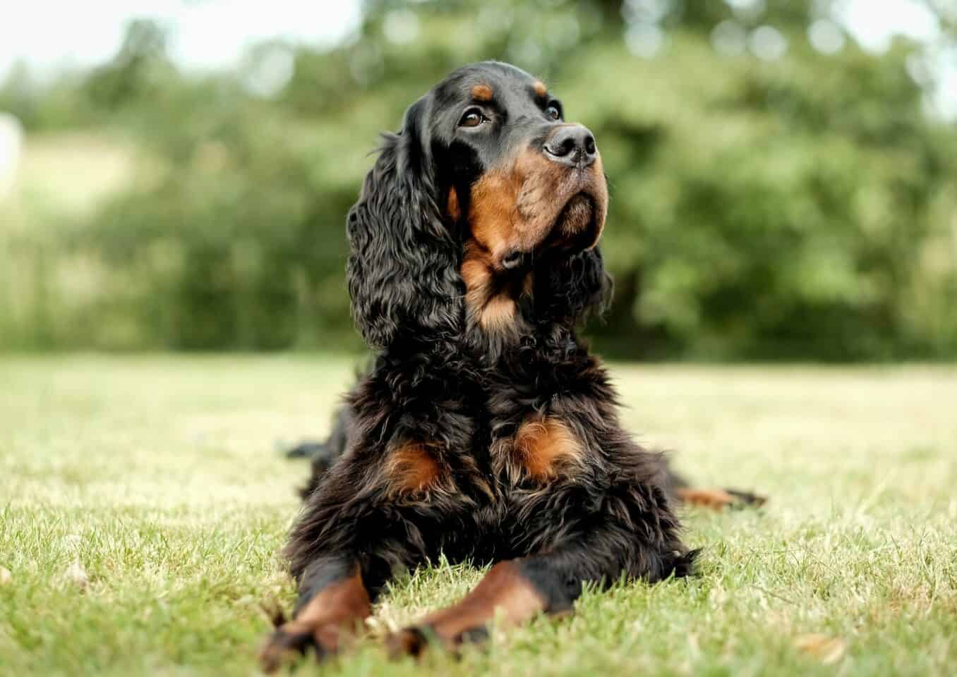 black and brown long coated cocker spaniel on green grass during daytime