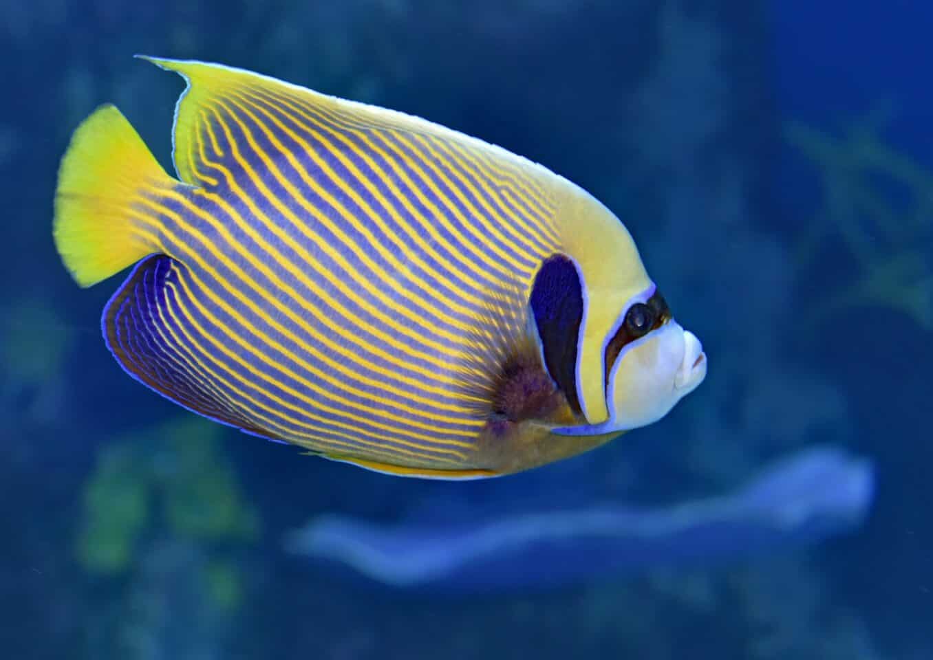 yellow, blue, and black marine emperor angelfish