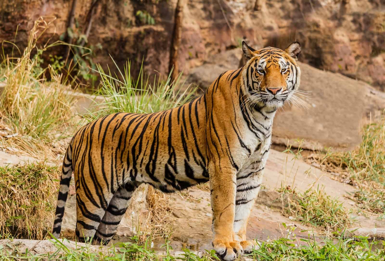 Bengal Tiger - Description, Habitat, Image, Diet, and Interesting Facts