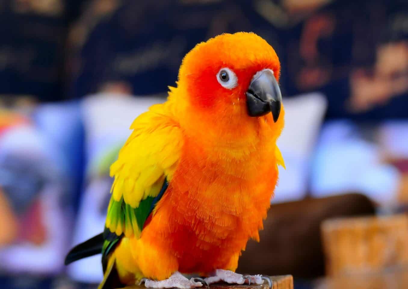 yellow red and green conure bird