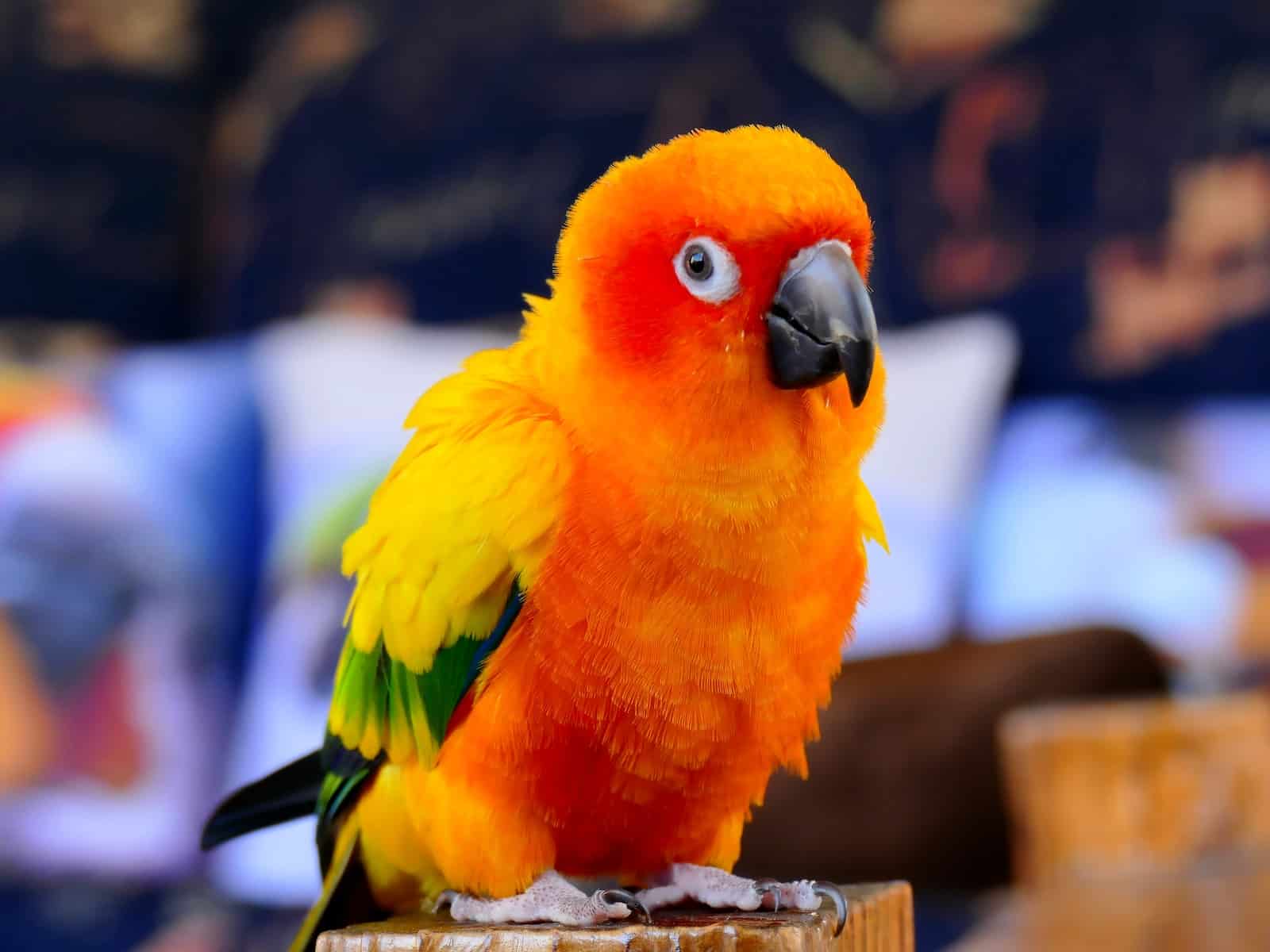 yellow red and green conure bird