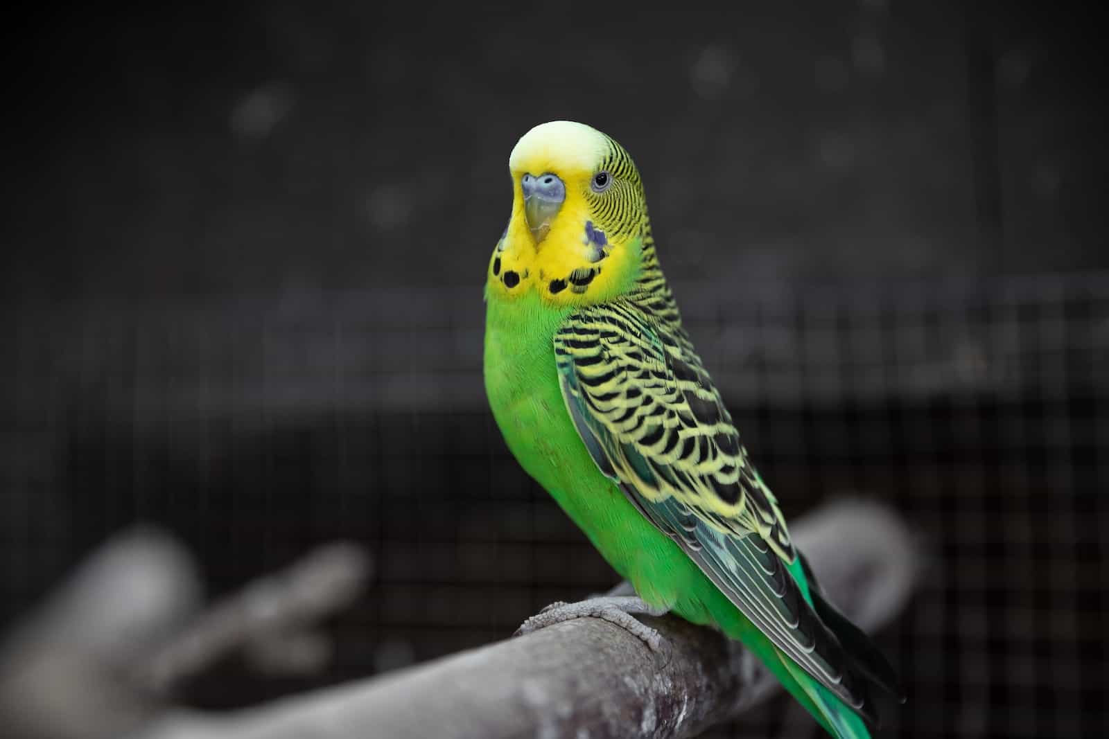 A parakeet