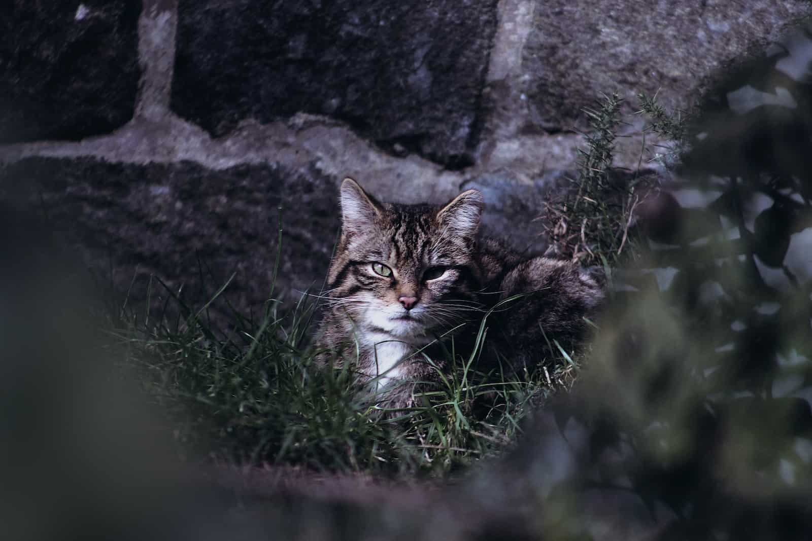 scottish wildcat by the wall