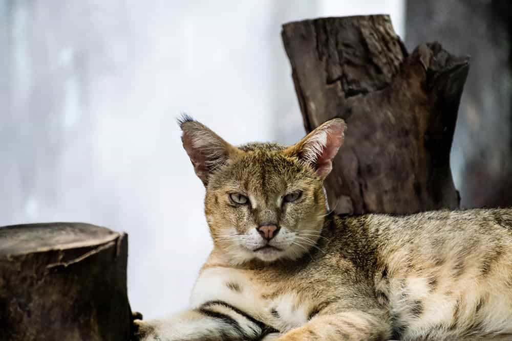 Asiatic-Wildcat_Mukund-Kumar_Shutterstock