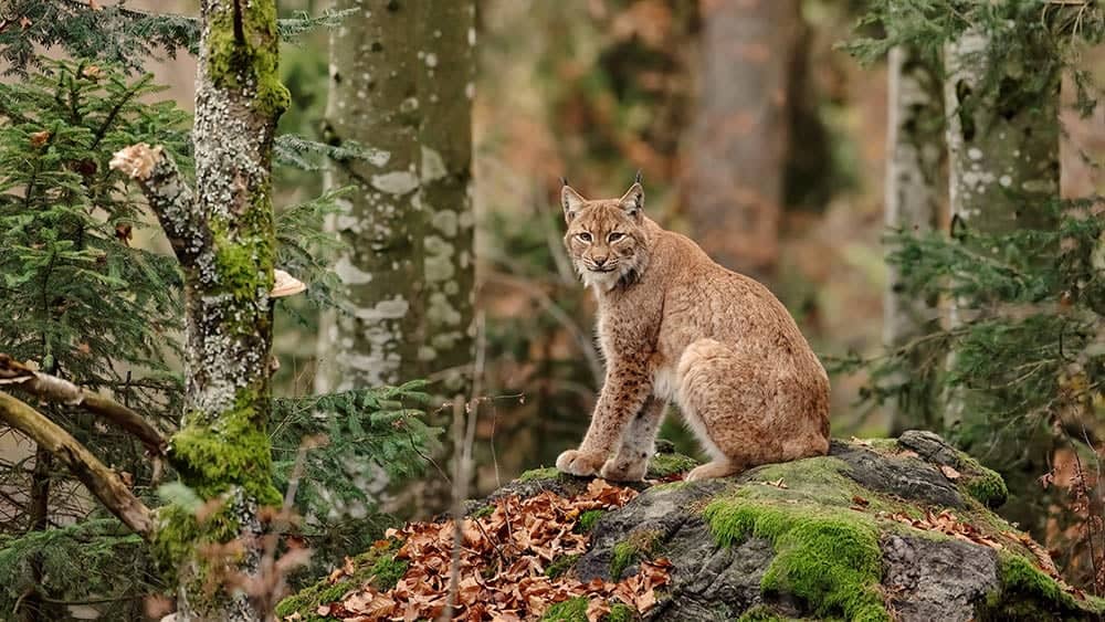 Bobcat-sitting-on-rock-with-moss-in-a-forest_Unexpected_images_Shutterstock