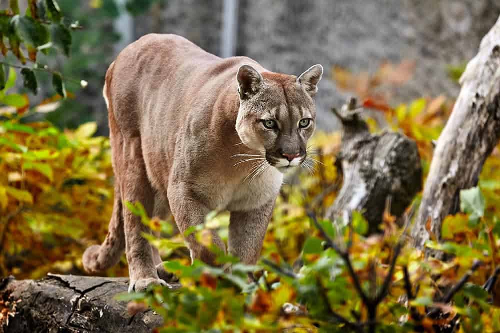 cougar wild cat standing on a log