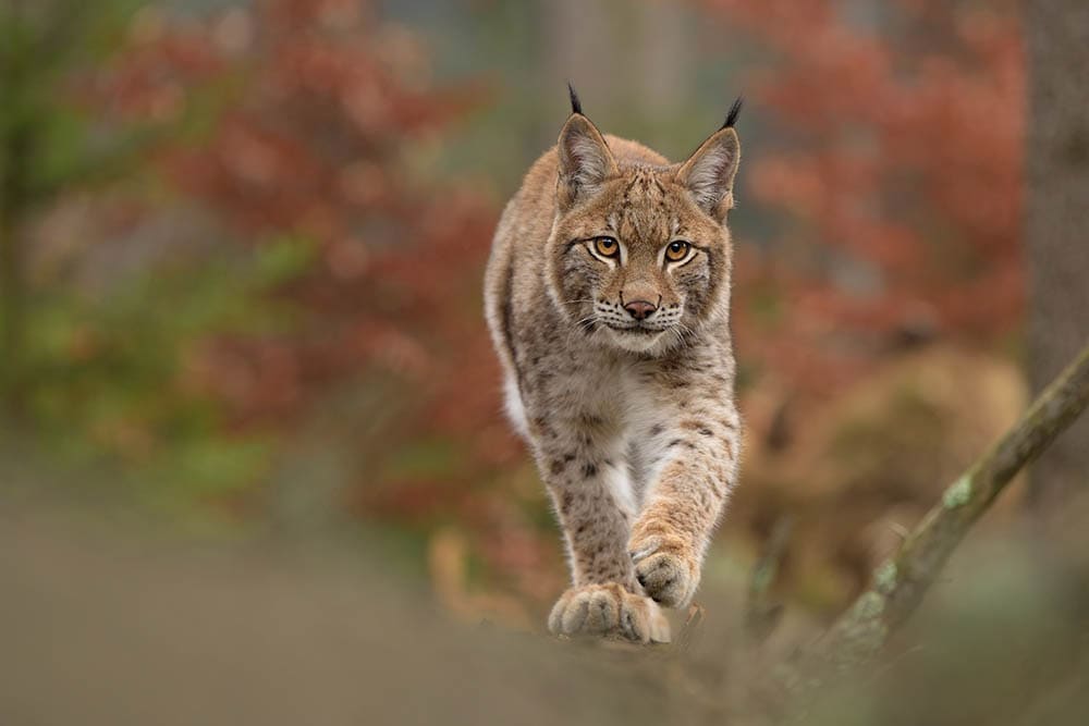 Eurasian-Lynx_Lubomir-Novak_Shutterstock