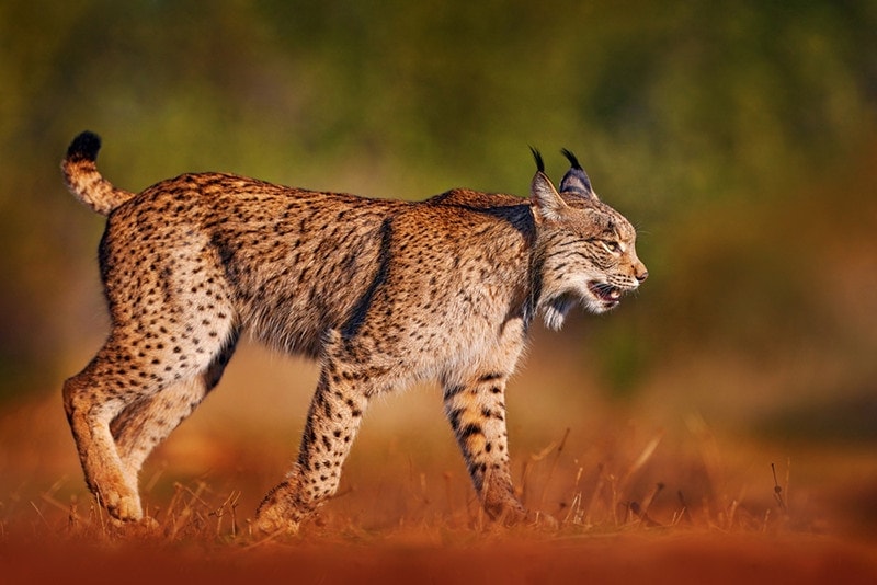 iberian lynx walking on grass