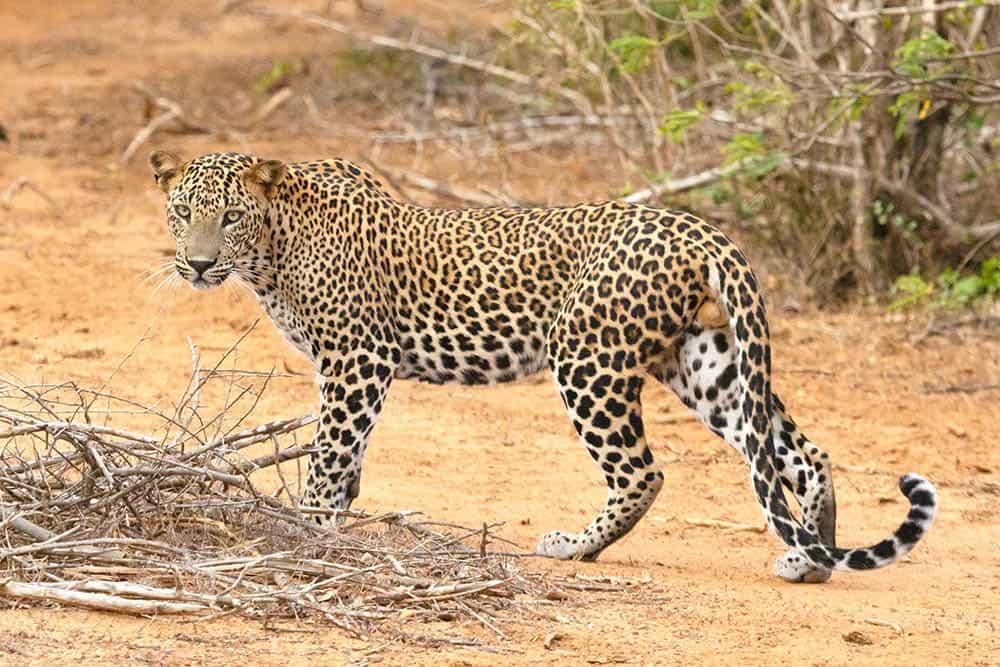Leopard_Geoff Brooks_Shutterstock