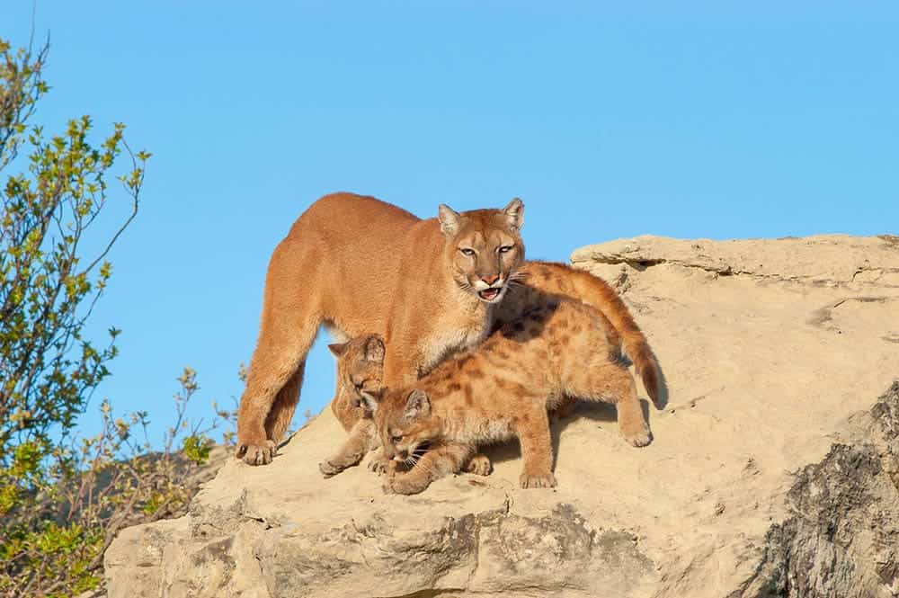 mountain lion protecting her young