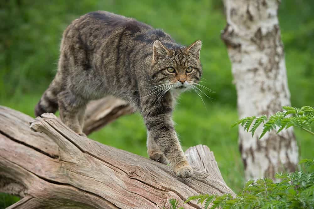 Scottish Wildcat on a large tree trunk