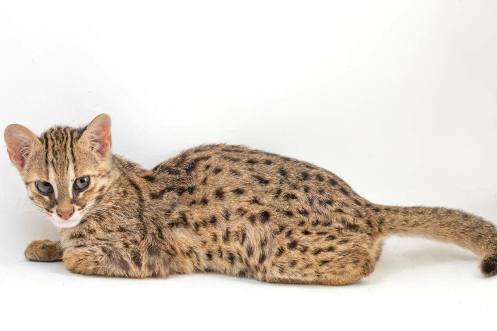Sunda leopard cat