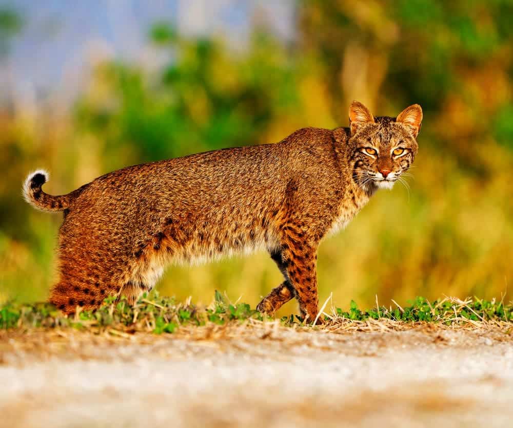 Wild-bobcat-in-Florida_William-Falla_Shutterstock