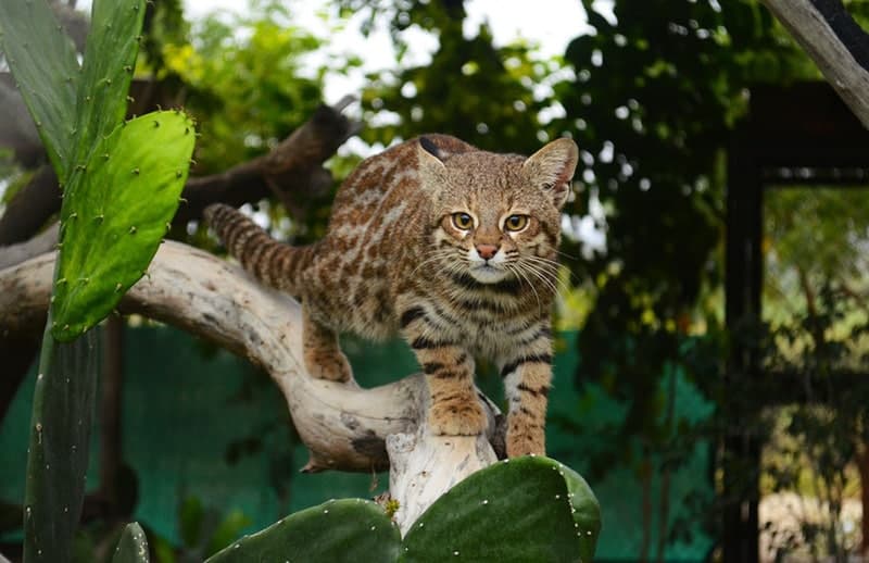 a pampas cat walking on a tree branch