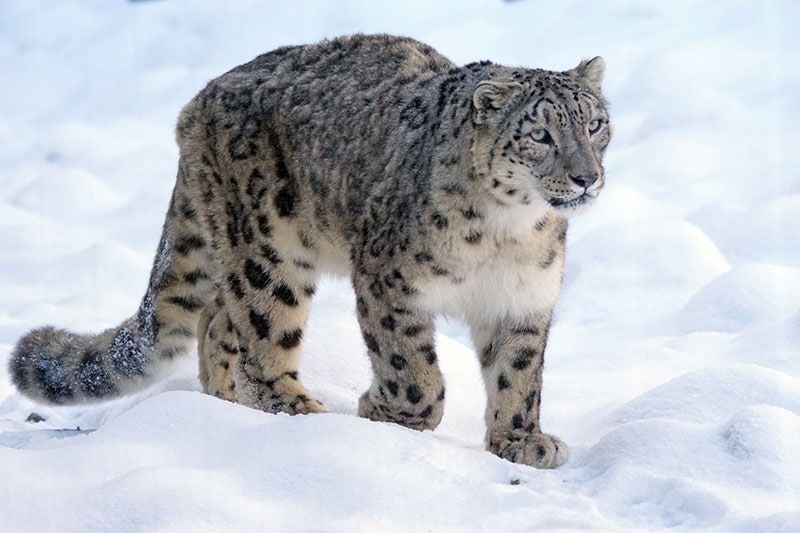 a snow leopard wild cat walking in the snow