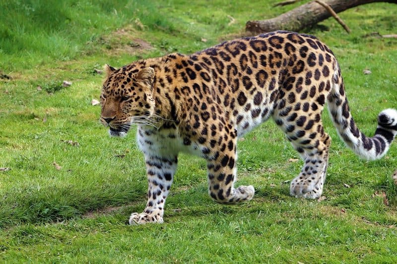 amur leopard wildcat walking on grass