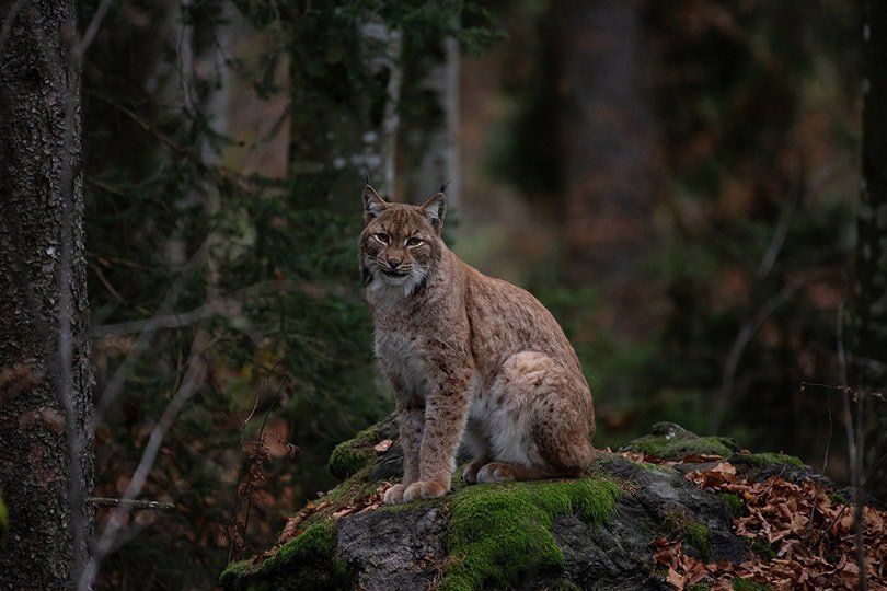 bobcat in the forest