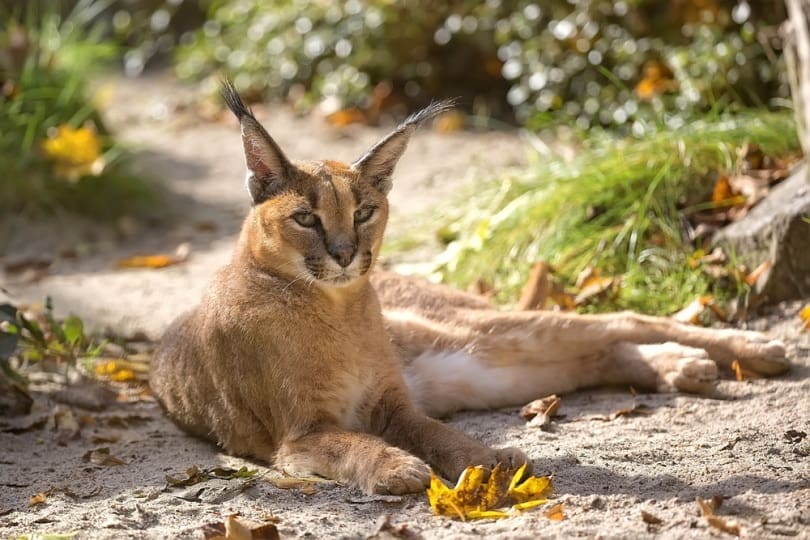 caracal cat resting in the wild