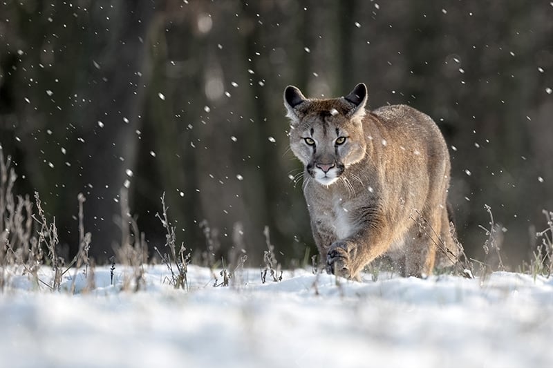 Cougar running in snowy pasture