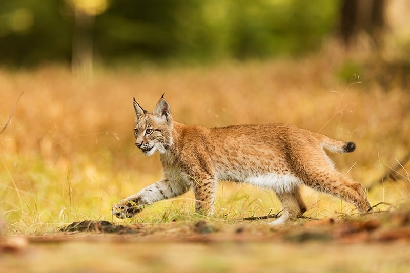 Eurasian lynx running in the forest