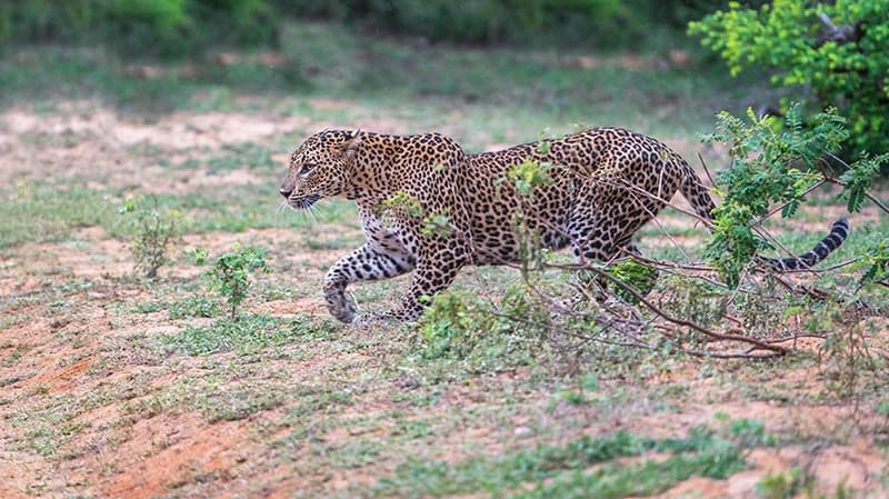 female leopard running on the field