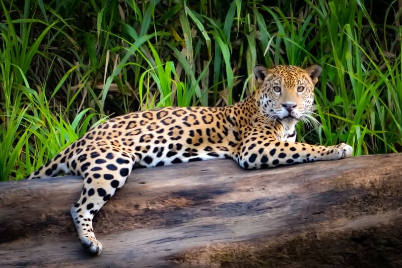 jaguar lying on log