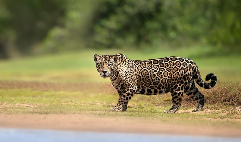 jaguar standing on riverbank