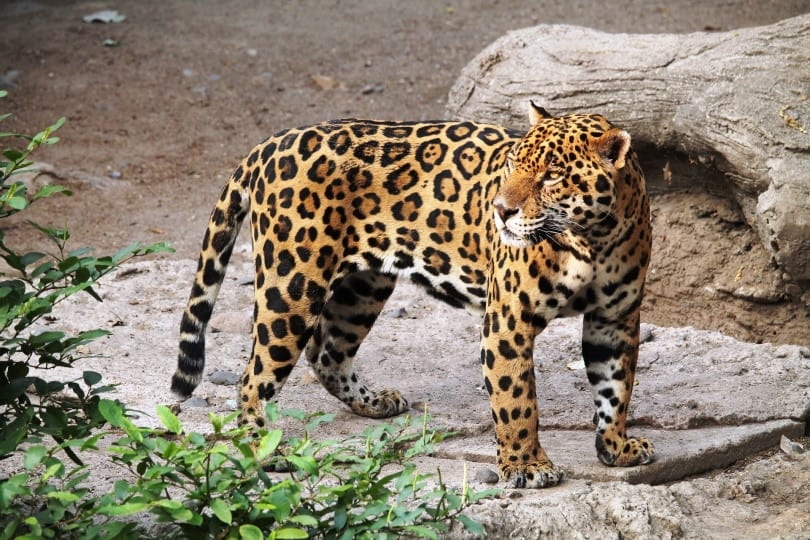 jaguar standing on the ground