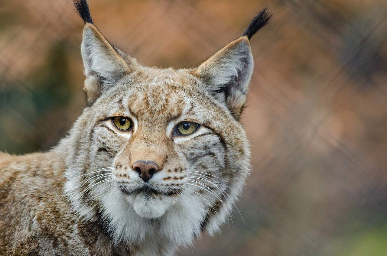 lynx bobcat wildcat