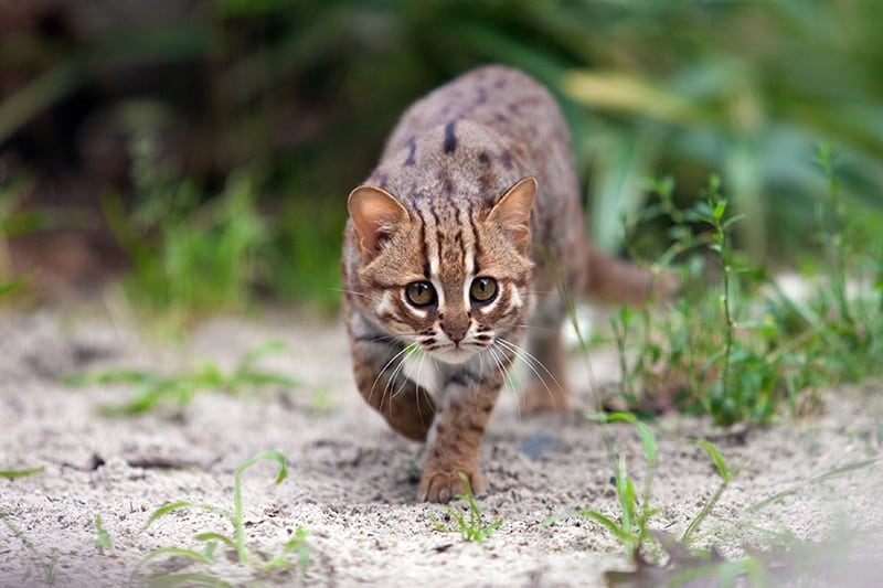 Rusty-spotted cat walking towards its prey