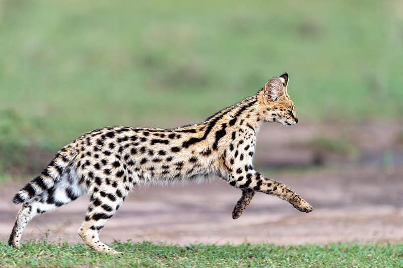 Serval Cat running in the morning